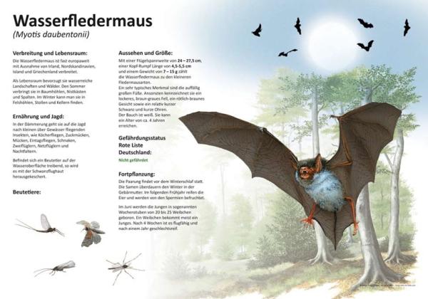 Bild- und Lehrtafel: Wasserfledermaus